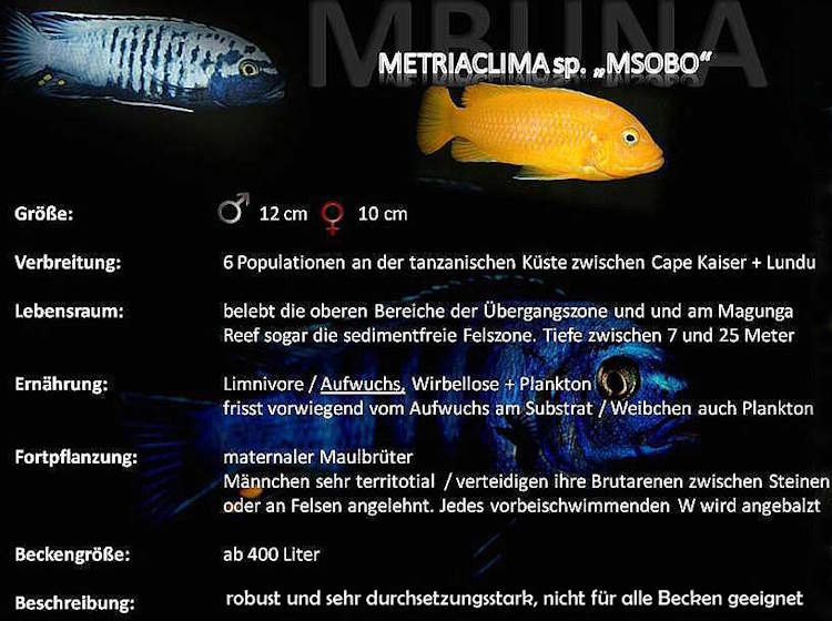 'msobo' Artentafel Metriaclima sp. 'msobo'